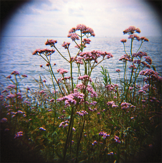 Blumen am Meer