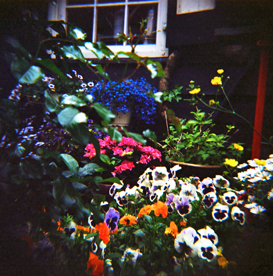 Blumenmeer